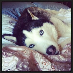 Meet your Posher, Afrodite